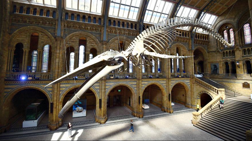musée de histoire naturelle