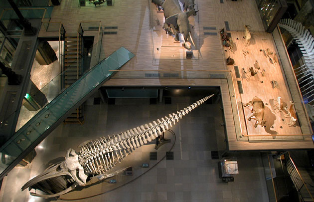 tarif musée histoire naturelle paris