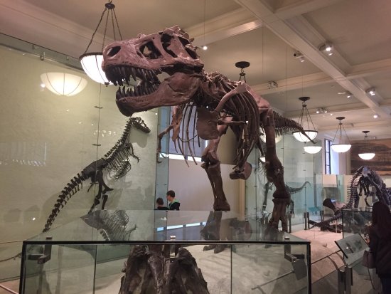 tarif musée américain d'histoire naturelle new york