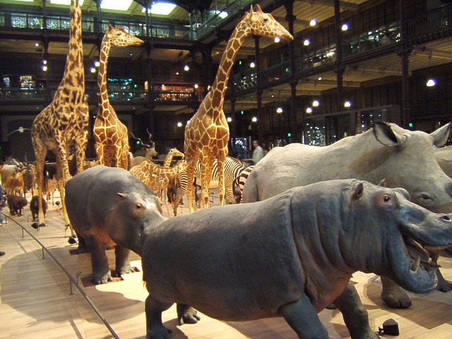 musée de histoire naturelle