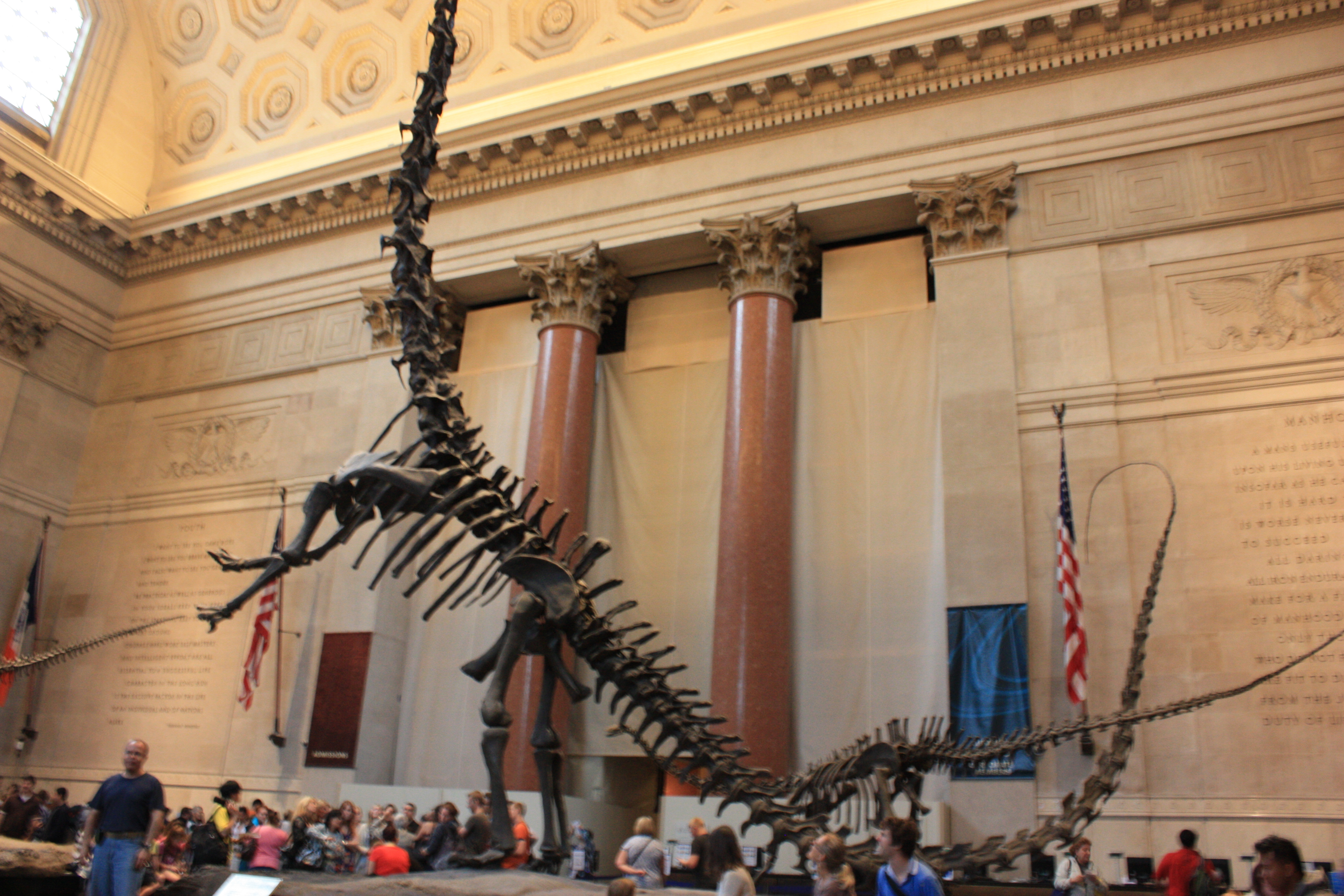 tarif musée américain d'histoire naturelle new york