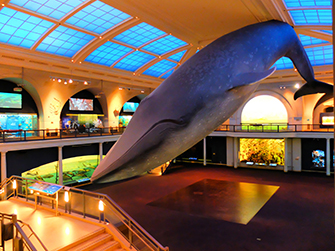 tarif musée américain d'histoire naturelle new york