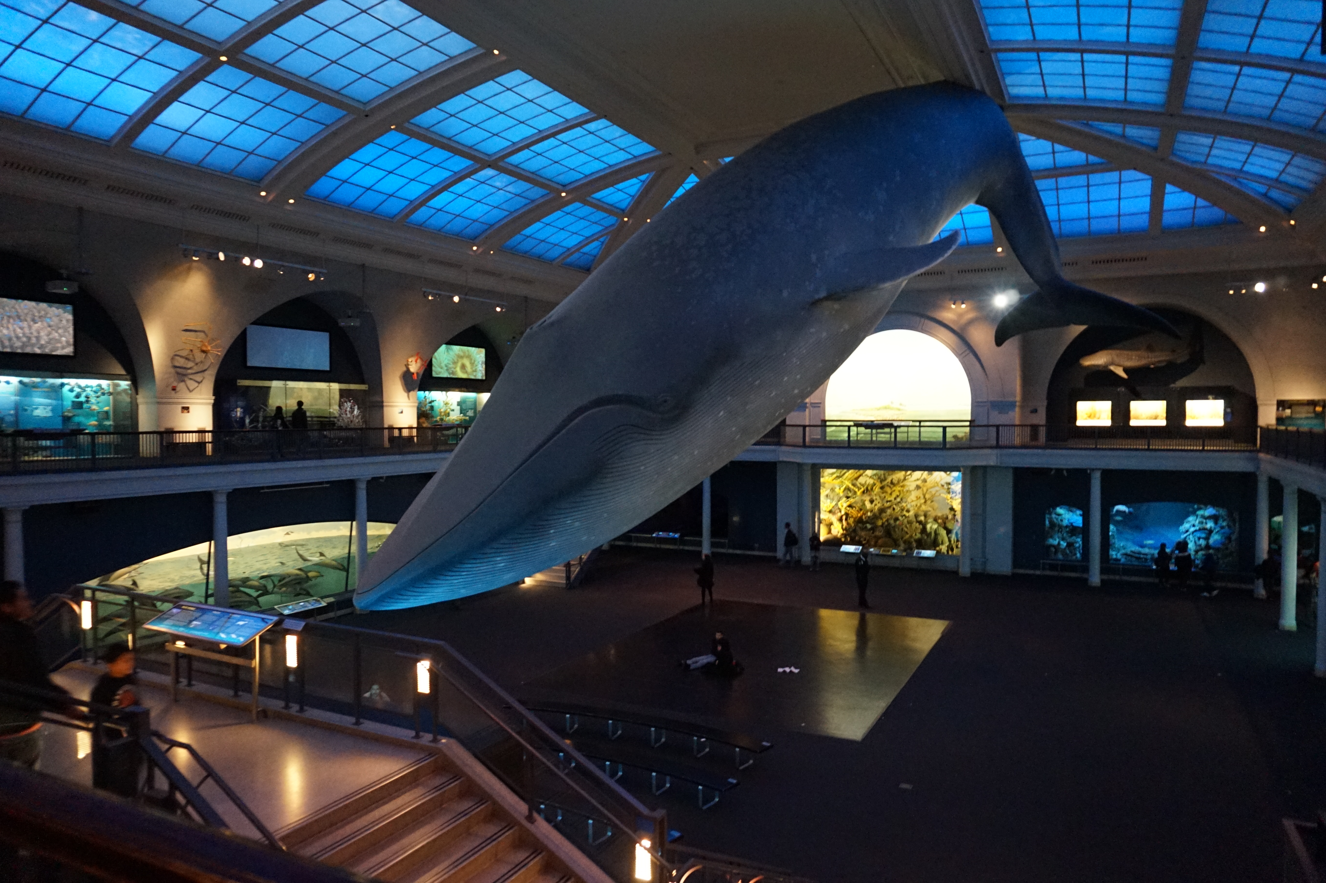 tarif musée américain d'histoire naturelle new york