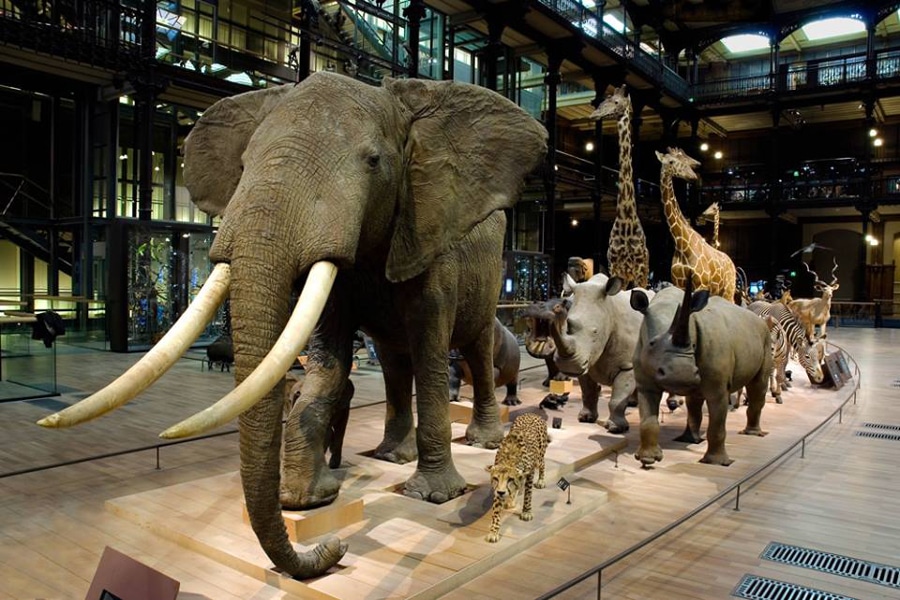 musée de histoire naturelle